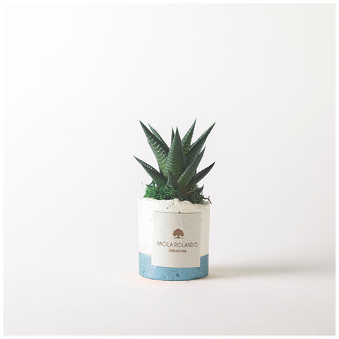 Paola Rolando Pianta grassa Succulent in vaso "Flora" D8xH12 cm