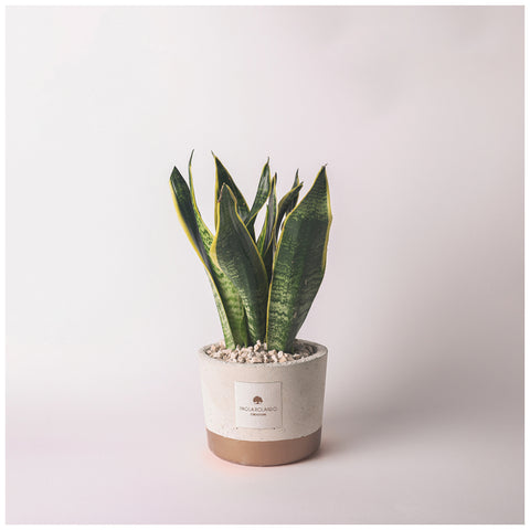 Paola Rolando Pianta Sansevieria in vaso "Industrial" D14xH35 cm