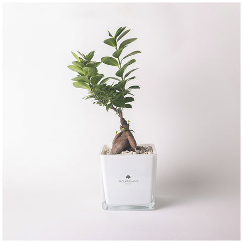 Paola Rolando Bonsai ficus ginseng in cubo "Sogno" 15xH35 cm 2 varianti(1pz)