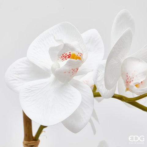 EDG Enzo De Gasperi Pianta artificiale Orchidea Phalaenopsis x2 bianco con vaso H51 cm - Angelica Home Stabia