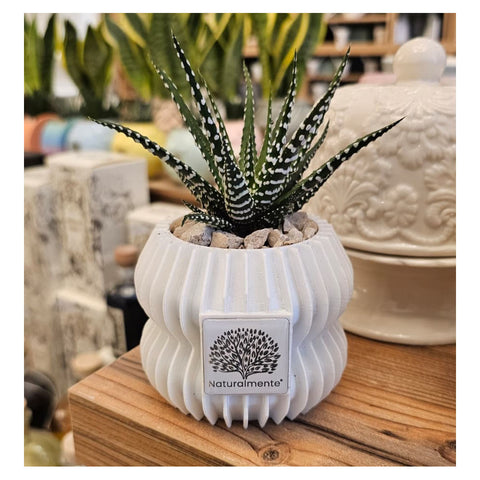 Naturalmente Bomboniere Vaso 3D piccolo con Pianta grassa D9xH12 cm 4 varianti(1 unità)