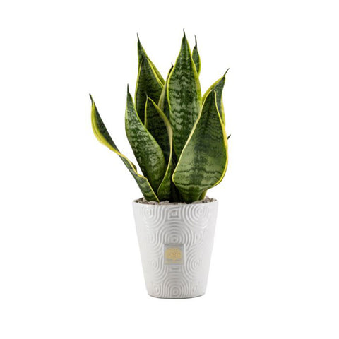 Naturalmente Bomboniere Vaso Conico in ceramica con Sanseviera D12xH35 cm 3 varianti(1 unità)