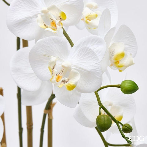 EDG Enzo De Gasperi Artificial Phalaenopsis Orchid Plant x3 White H65 cm