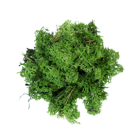 MY VILLAGE Dark green moss lichen for Christmas village 500 grams