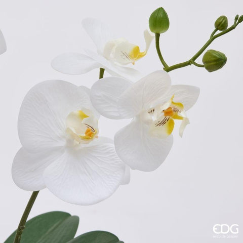 EDG Enzo De Gasperi Pianta artificiale Orchidea Phalaenopsis x2 bianca H60 cm