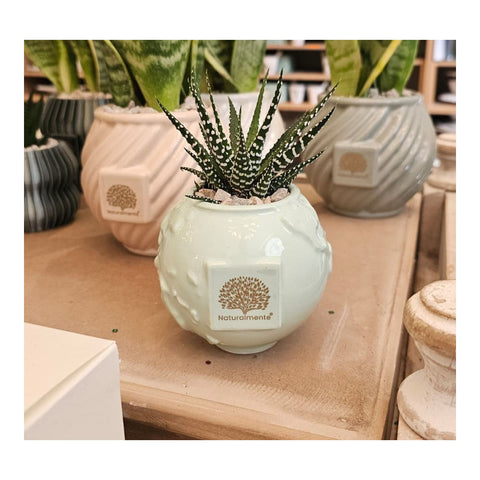 Naturalmente Bomboniere Vaso Mondo in ceramica con Pianta grassa D9xH14 cm 4 varianti(1 unità)