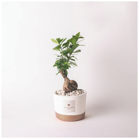 Paola Rolando Bonsai ficus ginseng in vaso "Flora" D14xH35 cm