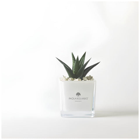 Paola Rolando Pianta grassa Succulent in cubo "Sogno" 8x8xH12 cm 3 varianti(1pz)