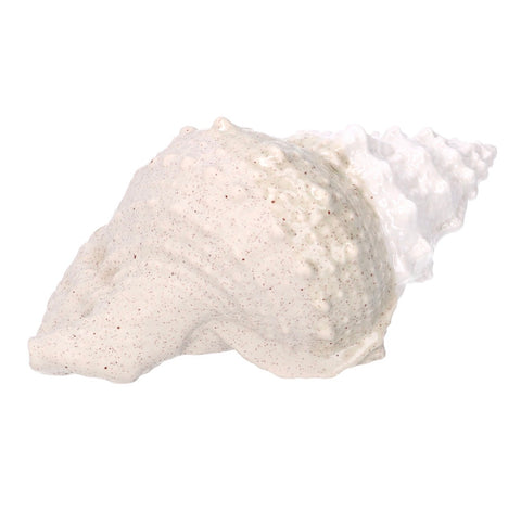 L'Atelier 17 Decoro Conchiglia mare in ceramica 19x12xH9 cm