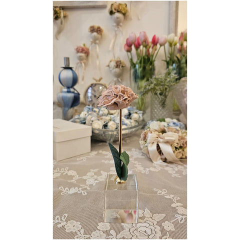 Chiaraela Pianta Ortensia su cubo "Giardino" 5x5xH18 cm 3 varianti(1 unità)