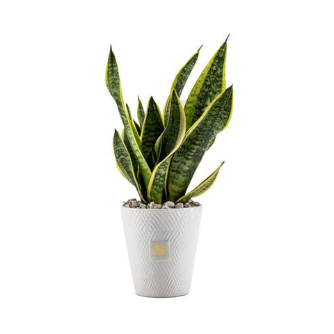 Naturalmente Bomboniere Vaso Conico in ceramica con Sanseviera D12xH35 cm 3 varianti(1 unità)