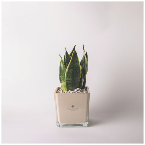 Paola Rolando Pianta Sansevieria in cubo "Sogno" 15x15x35 cm