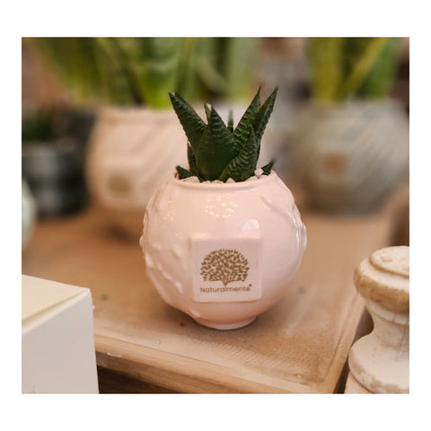 Naturalmente Bomboniere Vaso Mondo in ceramica con Pianta grassa D9xH14 cm 4 varianti(1 unità)