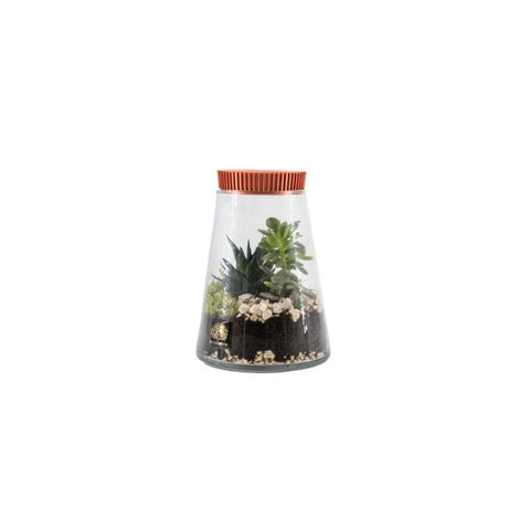 Naturalmente Bomboniere Terrarium con Pianta grassa D14xH21 cm 4 varianti(1 unità)