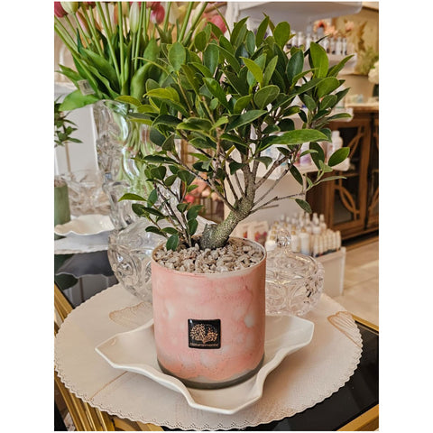 Naturalmente Bomboniere Vaso Nuvola in vetro con Pianta Ficus D11.5xH30 cm 2 varianti(1 unità)