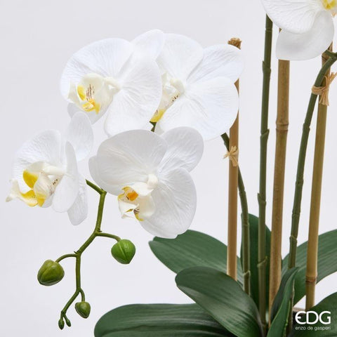 EDG Enzo De Gasperi Artificial Phalaenopsis Orchid Plant x3 White H65 cm