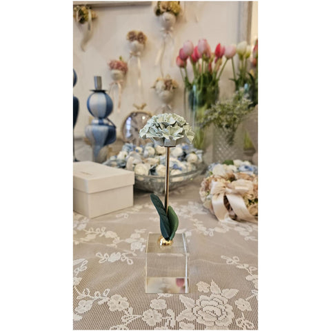 Chiaraela Pianta Ortensia su cubo "Giardino" 5x5xH18 cm 3 varianti(1 unità)