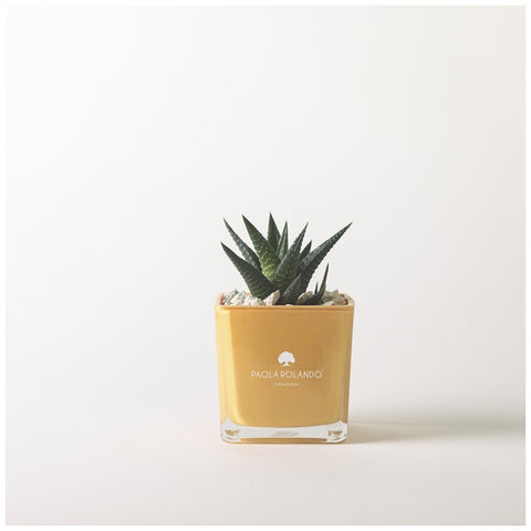 Paola Rolando Pianta grassa Succulent in cubo "Sogno" 8x8xH12 cm 3 varianti(1pz)