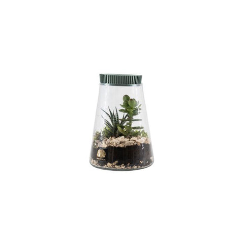 Naturalmente Bomboniere Terrarium con Pianta grassa D14xH21 cm 4 varianti(1 unità)