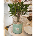 Naturalmente Bomboniere Vaso Nuvola in vetro con Pianta Ficus D11.5xH30 cm 2 varianti(1 unità) - Angelica Home Stabia