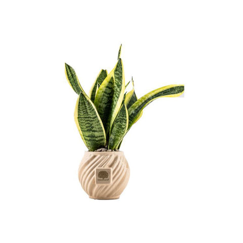 Naturalmente Bomboniere Vaso Spirale in ceramica Pianta Sanseviera D12xH30 cm 3 varianti(1 unità)