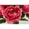 EDG Peonia bouquet di fiori con 5 peonie rosa scuro H48 cm - Angelica Home Stabia