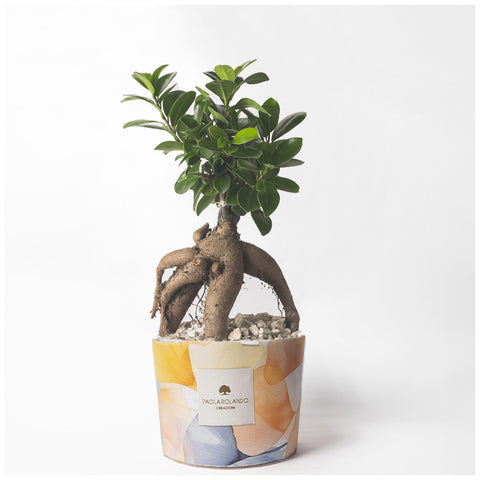 Paola Rolando Bonsai in vaso "Limited Edition" D14xH35 cm