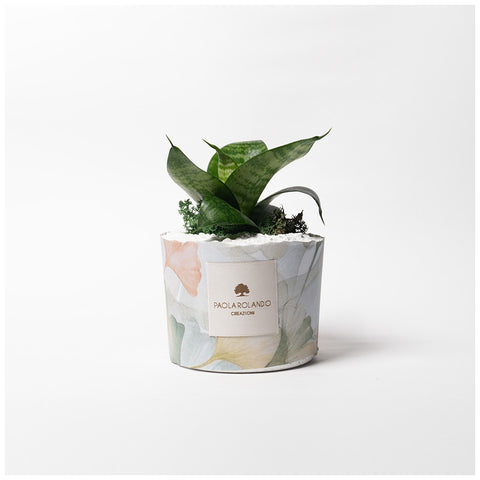 Paola Rolando Sansevieria nana in vaso "Limited Edition" D12xH20 cm