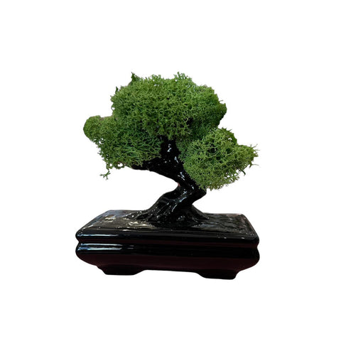 SHARON Black glazed porcelain bonsai hand painted made in Italy H 12x13 cm