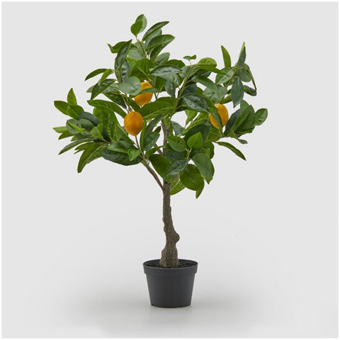 EDG - Enzo De Gasperi Limone Cloche plante artificielle avec vase H70 cm